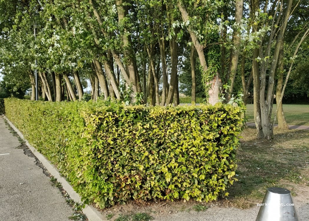 (76370) Saint-Martin-en-Campagne - Rue du Calvaire — foto 2