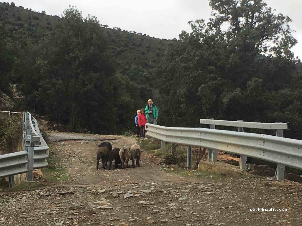 (08040) Arzana  - Strada Foresta Girgini — foto