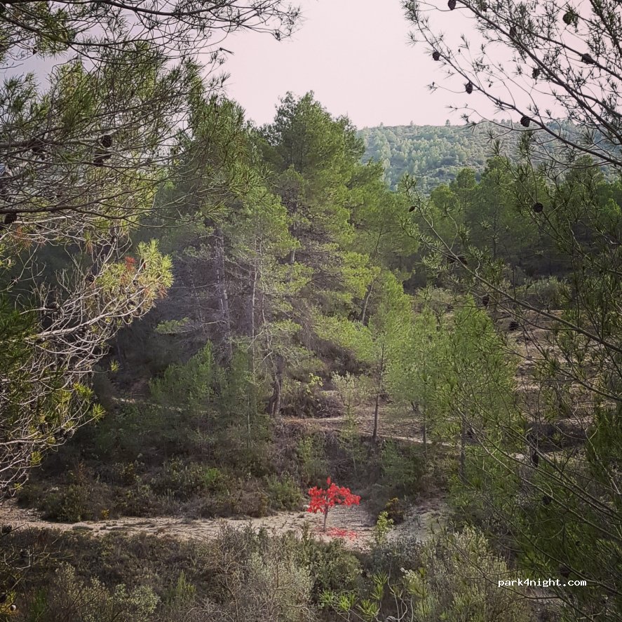 (03793) Castell de Castells - 8 Camino 7 — foto 2