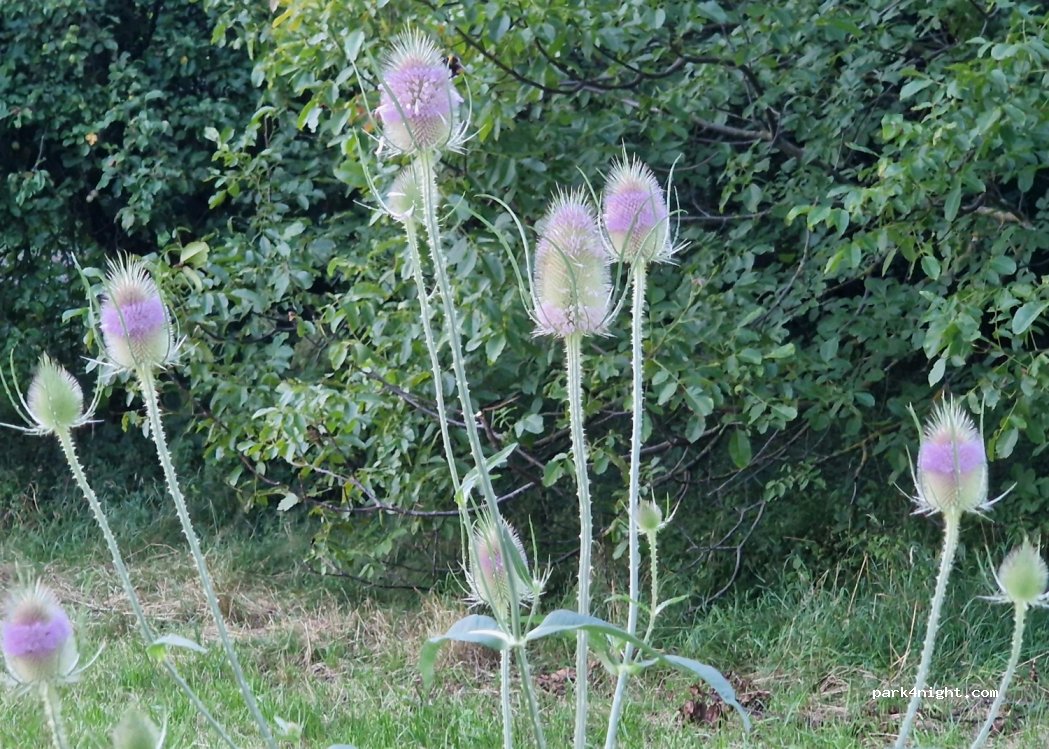(76275) Ettlingen - 26 Vogelsangweg — foto 4