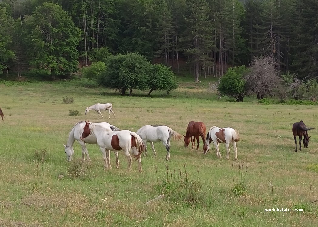 (87050) Spezzano della Sila - Unnamed Road — foto
