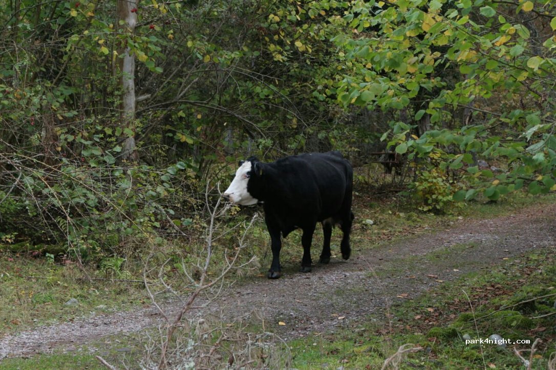 (387 75) Byxelkrok - 20 Trollskogsvägen — foto 2