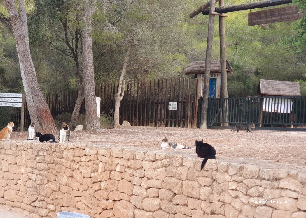 (07812) Sant Llorenç de Balàfia - 2 Carrer Sant Llorenç — foto 3
