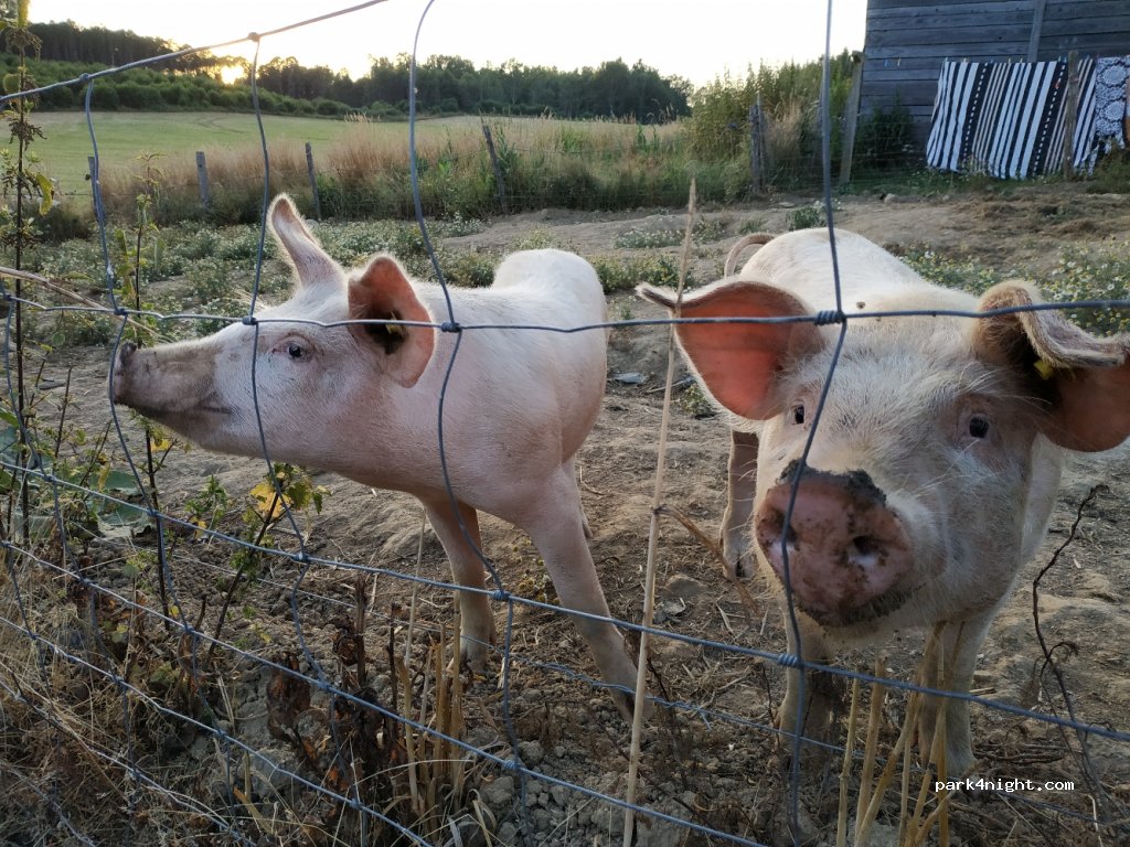 (87230) Dournazac - 2 Masnaud — foto 3