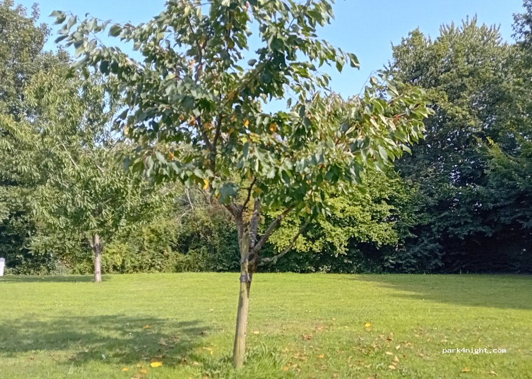 Camping Les Vignettes — foto 4