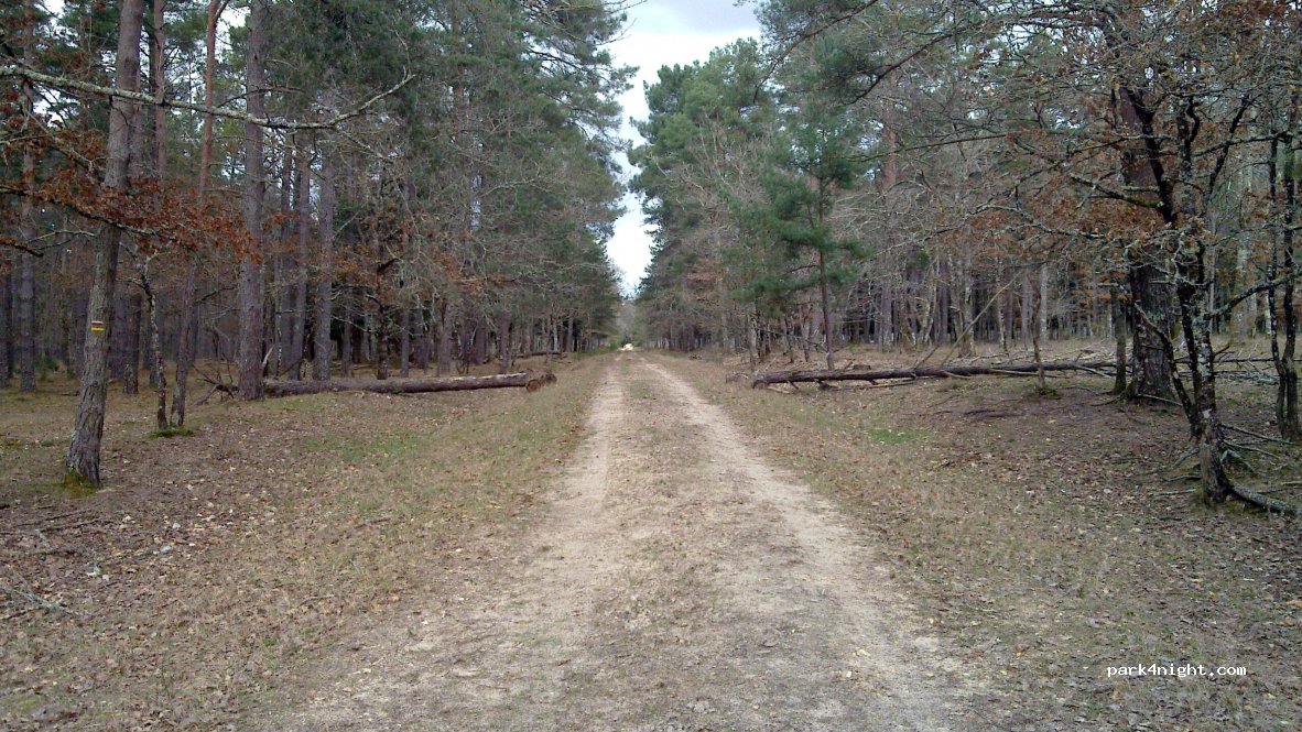 (18330) Neuvy-sur-Barangeon - Route Forestière de Toury — foto