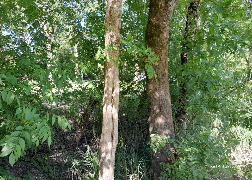 (85420) Maillé - La Petite Cabane — foto 5