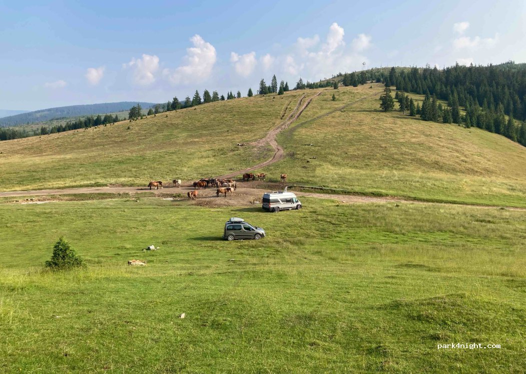 (410234) Padiş - DJ763 — foto 2