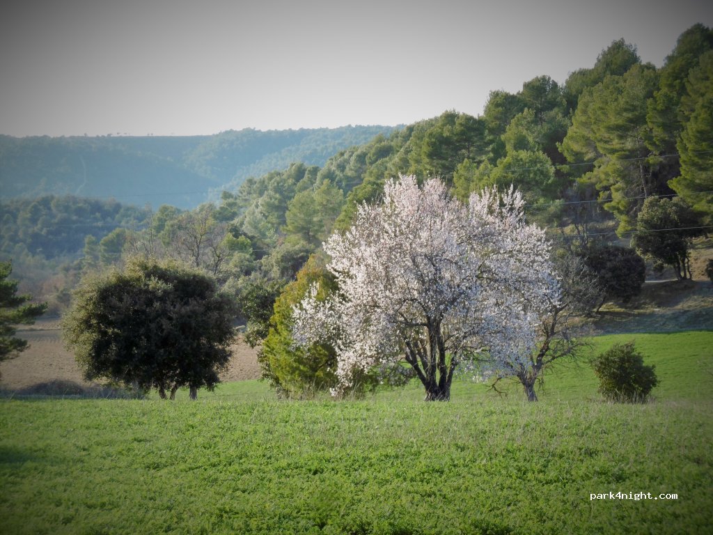 (04800) Saint-Martin-de-Brômes - D82 — foto