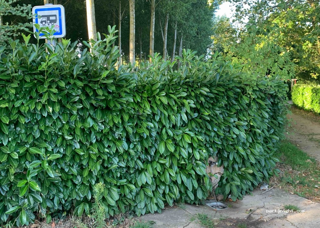 (49320) Saulgé-l'Hôpital - 13 Chemin de la Planche — foto 3