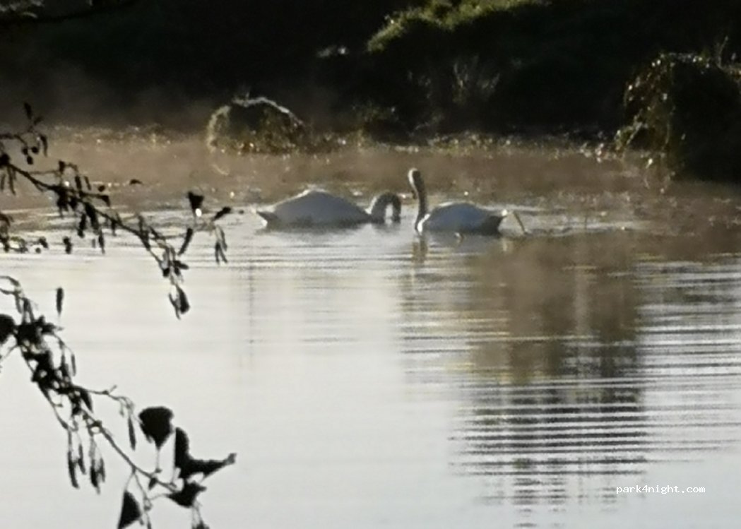 (01290) Saint-Jean-sur-Veyle - 19 Impasse des Bords de Veyle — foto 3