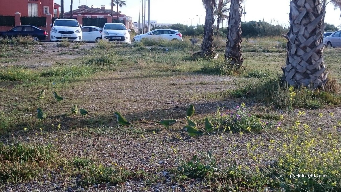 (29620) Torremolinos - 15K Paseo Marítimo — foto