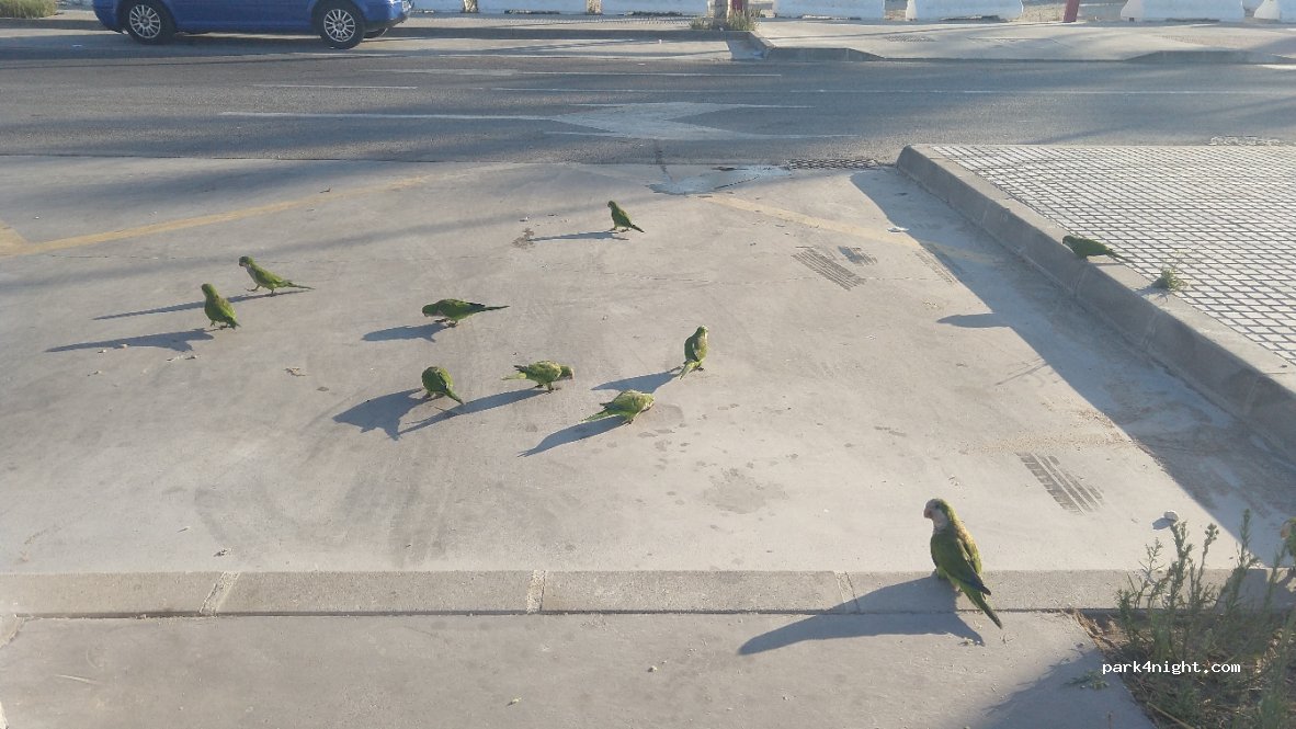 (29620) Torremolinos - 15K Paseo Marítimo — foto 3