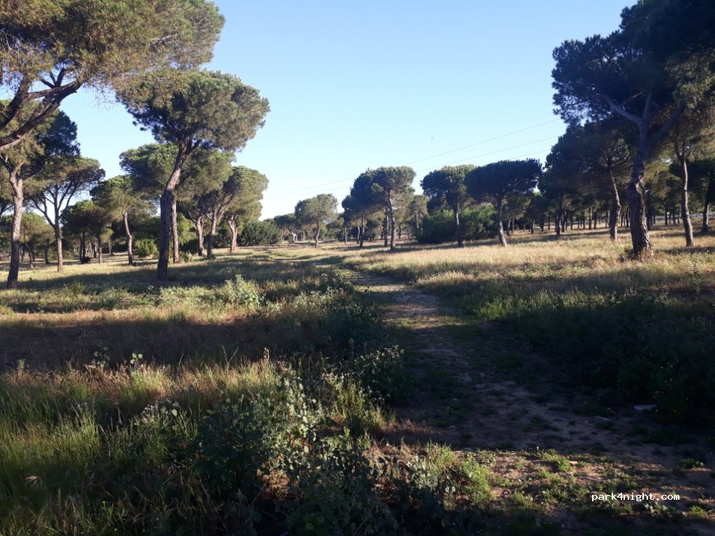 (21130) Moguer - C. Mástil — foto 2