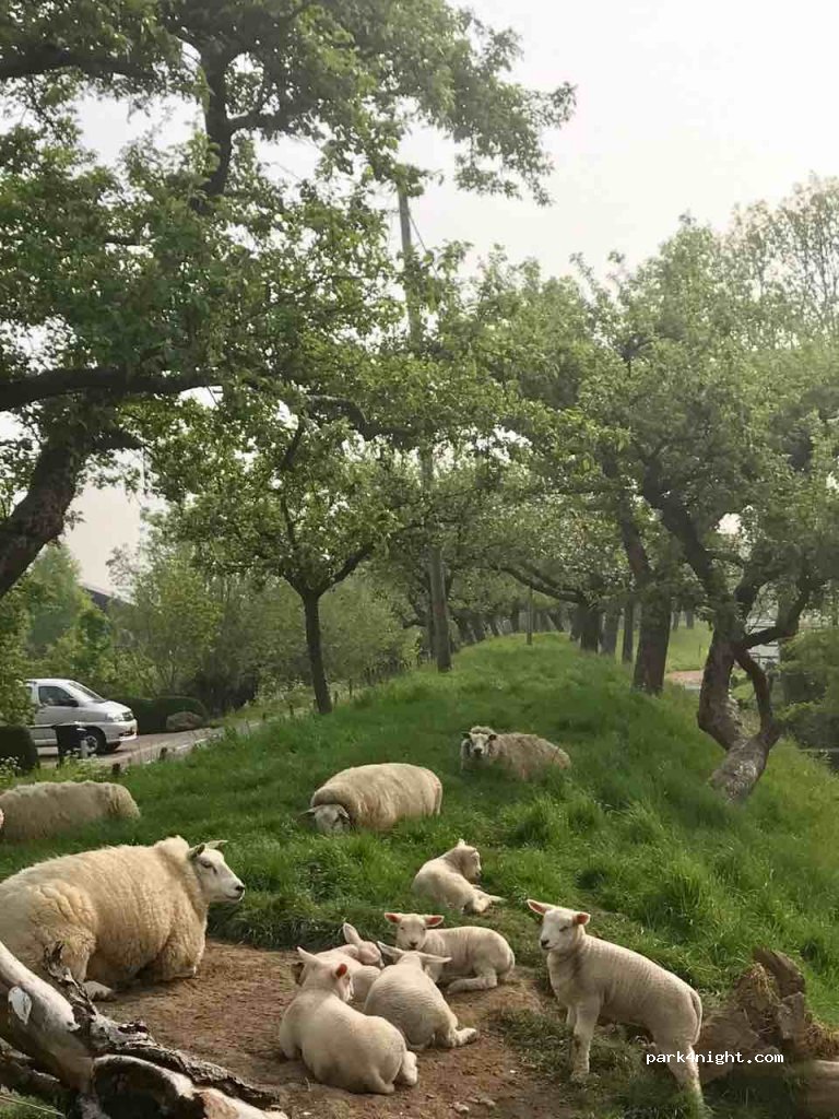 Camping De Boogaard — foto