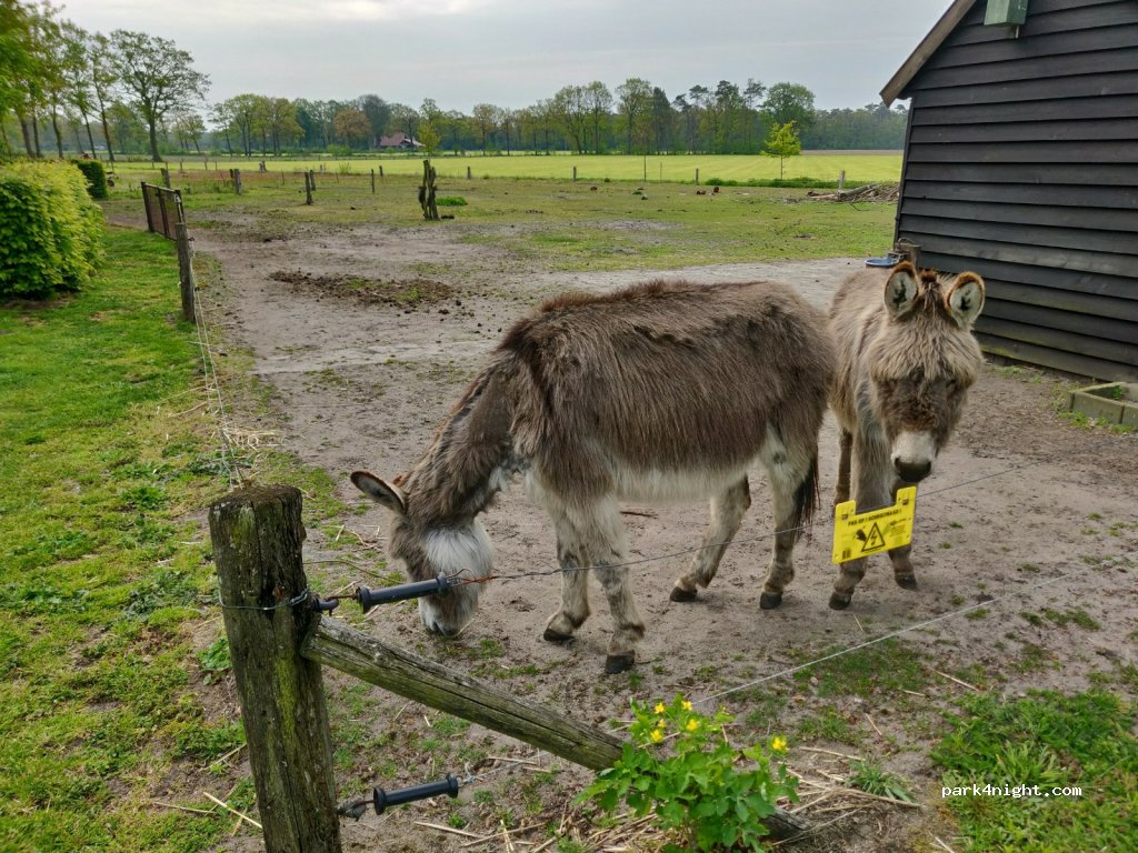 Camping Onder de Sterren — foto