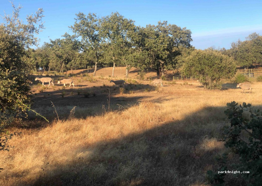 Finca Las Canadas — foto 3