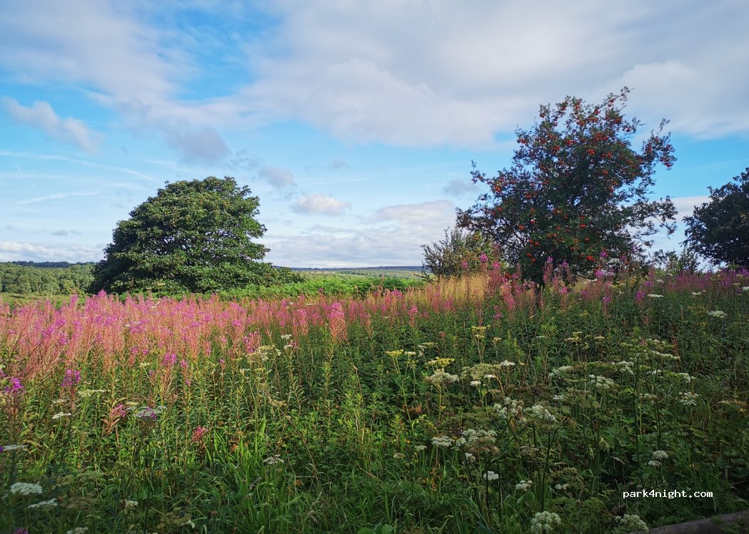 (S18 7WG) - Fox Lane — foto 3