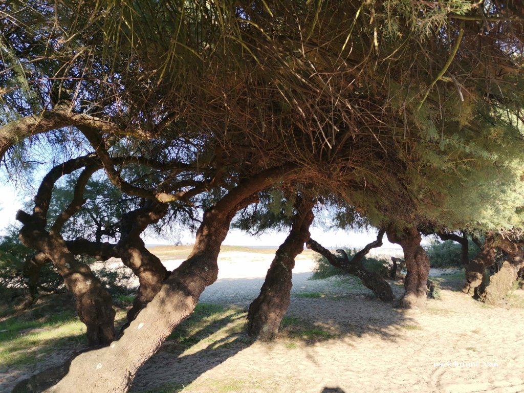 (33470) Gujan-Mestras - 57 Avenue de la Plage — foto 2