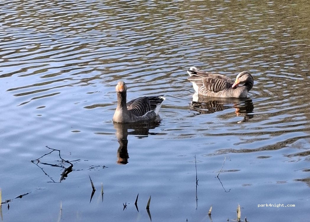 (DE75 7JQ) Heanor - The Field — foto 5