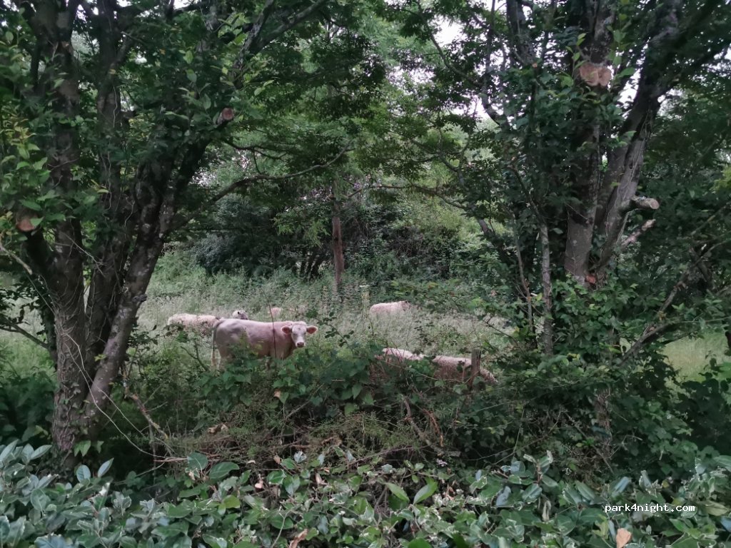 (44115) Haute-Goulaine - Allée du Château — foto 2