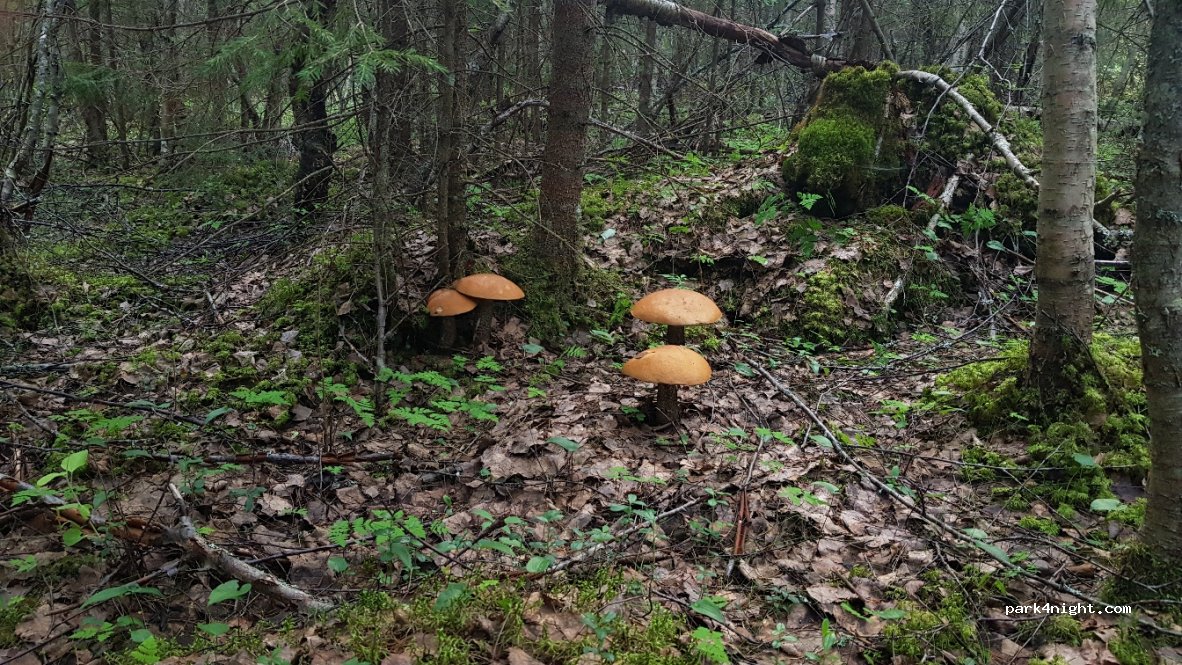 Sälli Camping — foto