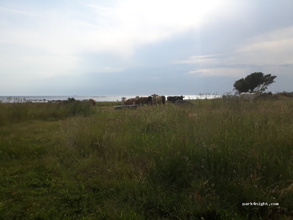 (311 91) Falkenberg - 110 HÄSTHAGSUDDEN — foto