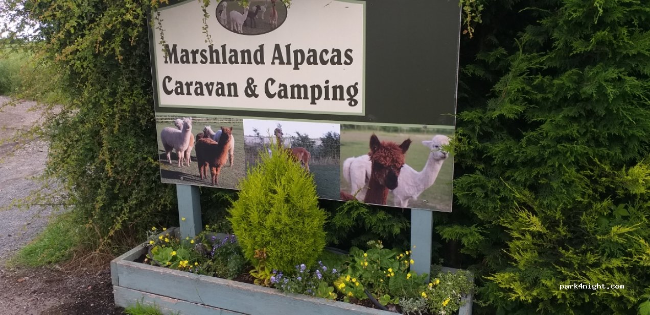 Marshland Alpacas Campsite — foto