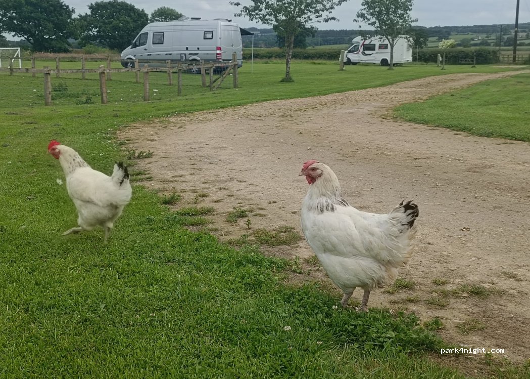 Brenk House Farm Caravan Park — foto 4