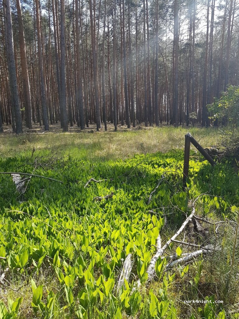 (03149) Wiesengrund - Unnamed Road — foto 3