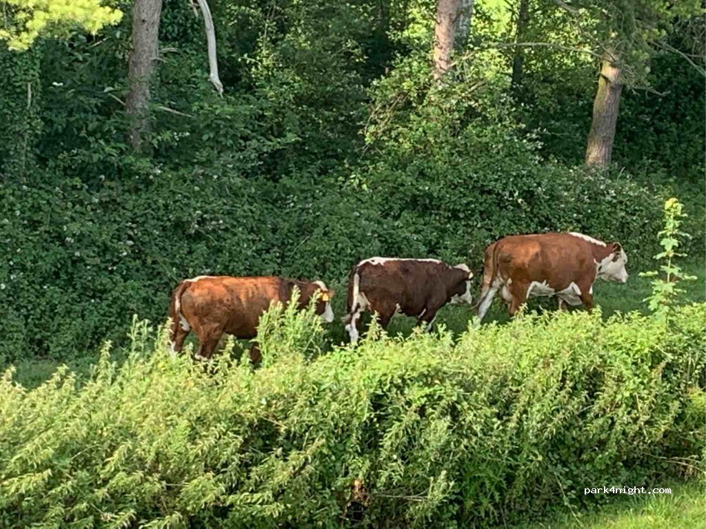 () Cheddar - Middle Moor Lane — foto 3