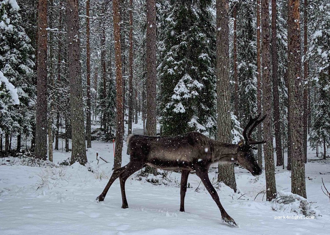 Sallainen Cottages, Caravan & Panvillage — foto 4