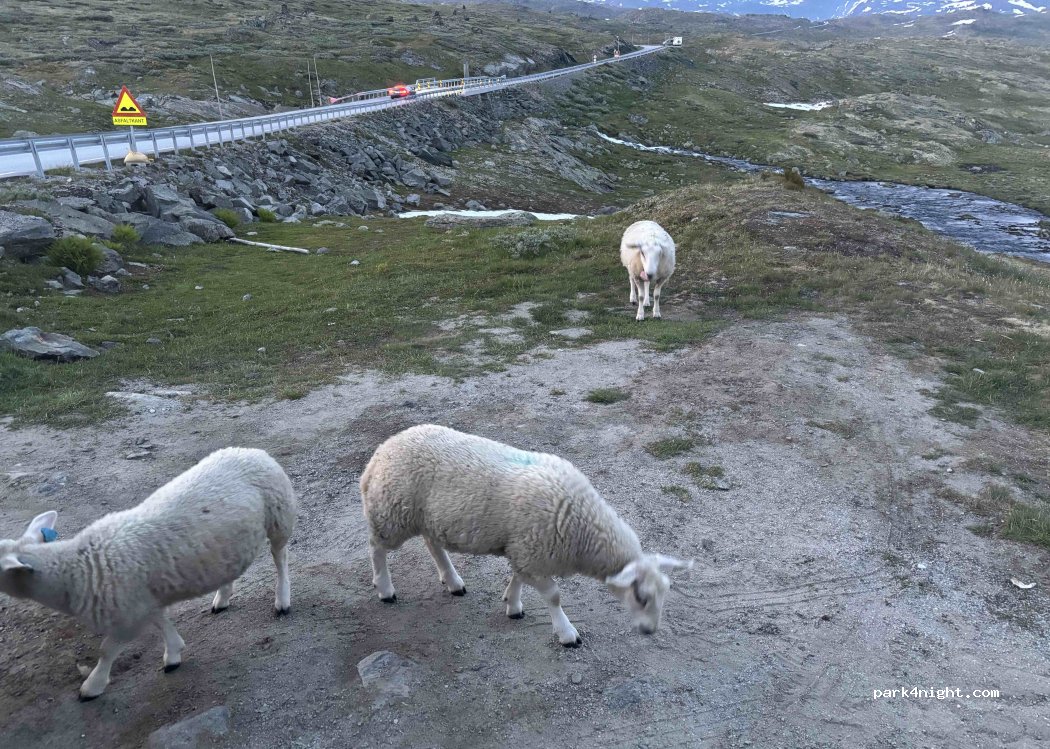 (2687) Fortun - Primær Fylkesvei 55 — foto 4