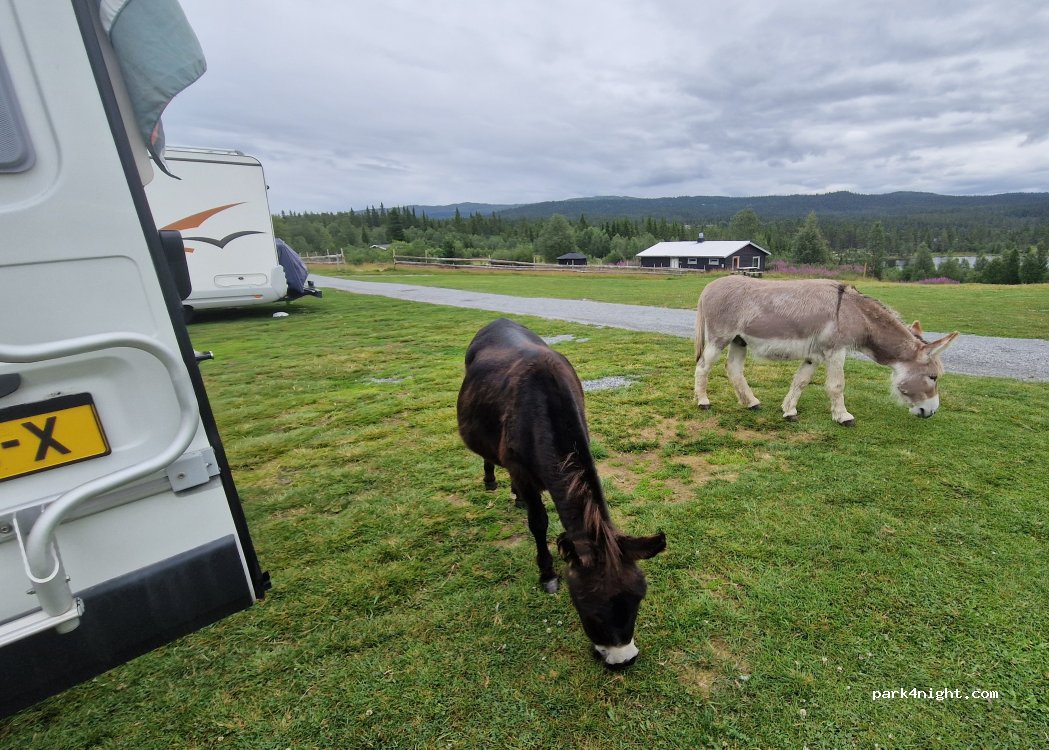Tubbehaugen Camping — foto 5
