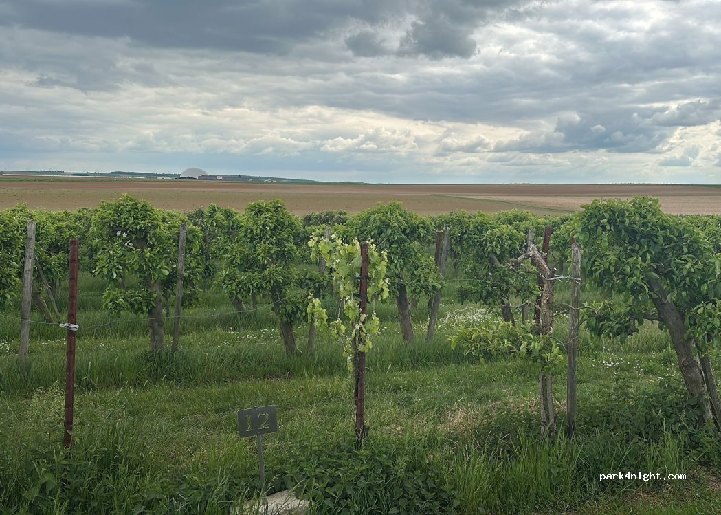 Weingut Schmitt — foto 5
