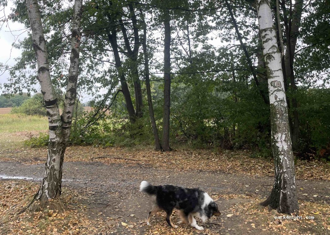 (44) Niewiesze - Pyskowicka — foto 5