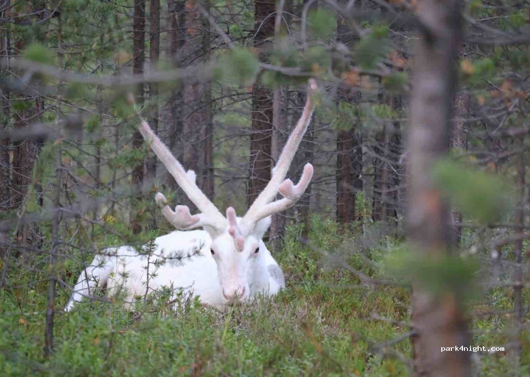 (99870) Inari - Unnamed Road — foto 4