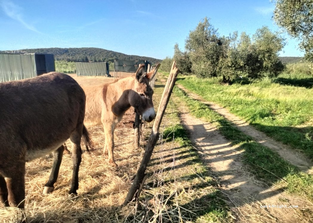 (57025) Riotorto, Piombino LI - 3 Località Campo ai Fagioli — foto 4