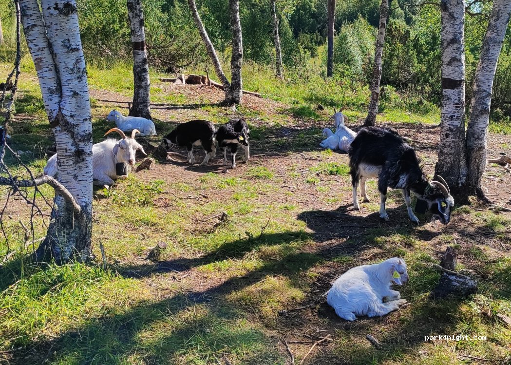 (7020) Trondheim - Gamle Bynesvei — foto 5