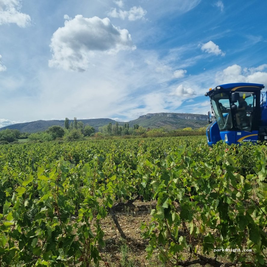 Cave Coopérative Les Vignerons des Gorges de l'Ardèche — foto 4