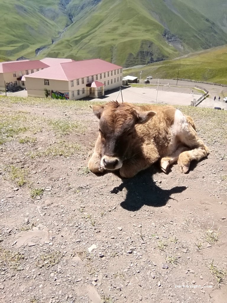 (4018) Kinalik - Xınalıq yolu — foto 2