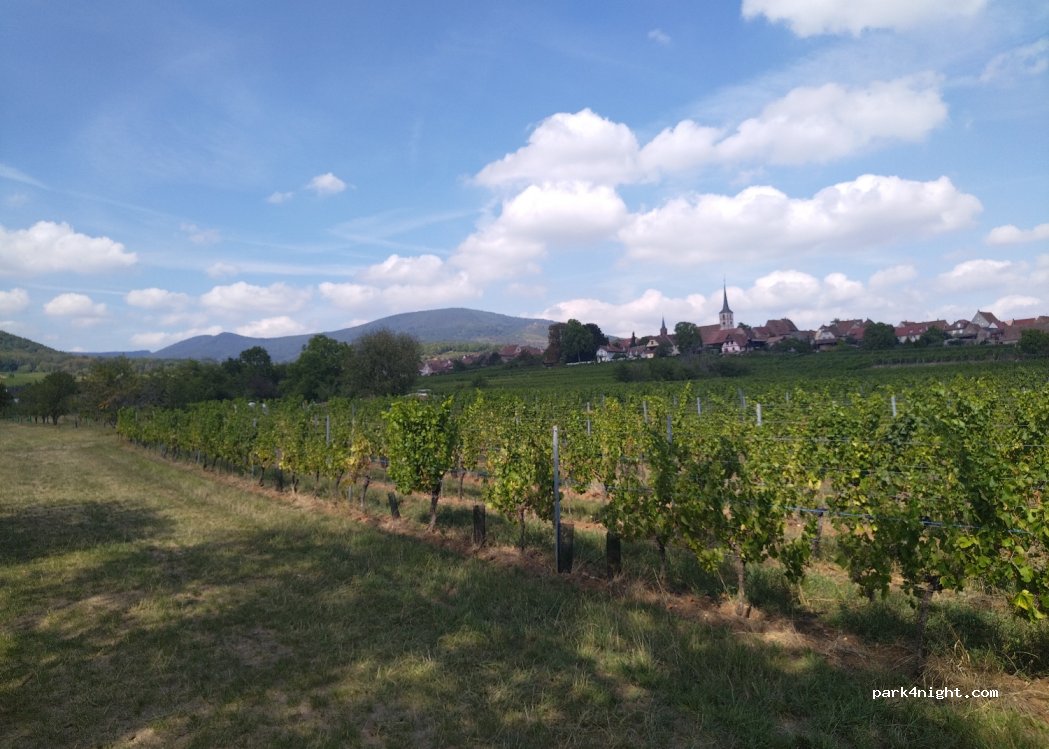 (67140) Mittelbergheim - 3 Route du Hohwald — foto
