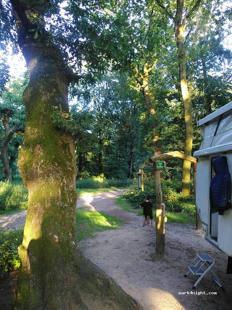 (24983) Handewitt - 12 Handewitt-Busch — foto 4