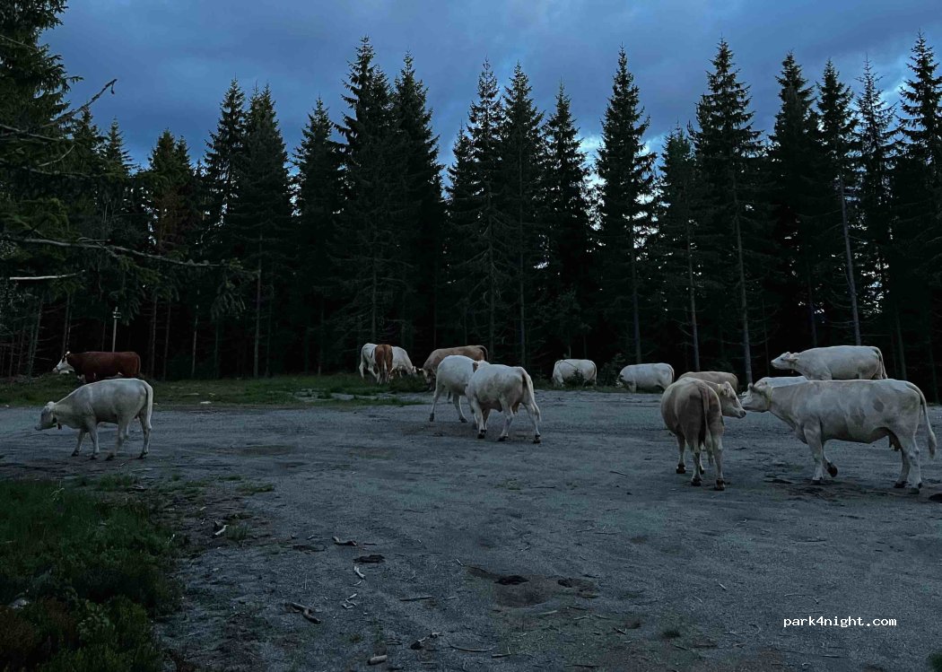 (2090) Hurdal - Minneåsvegen — foto 4