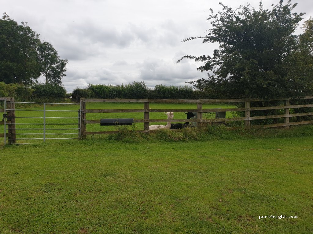 Hedgehogs Retreat campsite — foto 3