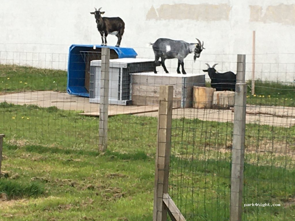 Løkken maritime naturcampingplads Vestkystcamping — foto 3