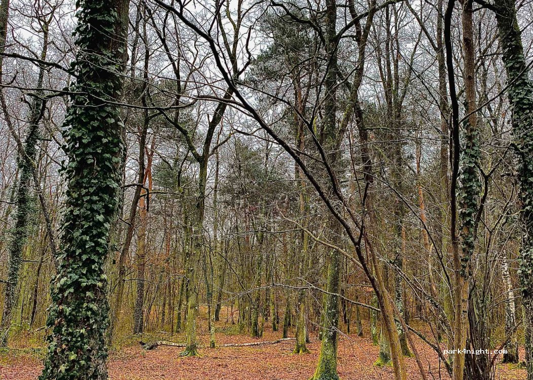 (91490) Milly-la-Forêt - Chemin de Milly à Coquibus — foto 2