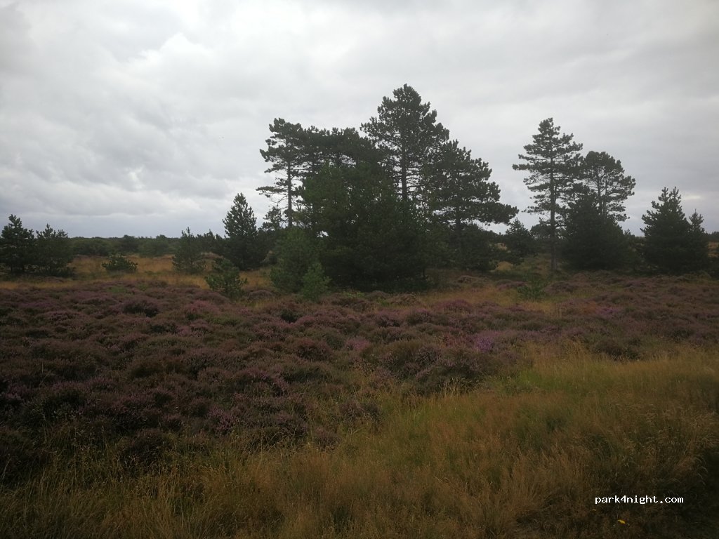 (6857) Blåvand - Tane Hedevej — foto 3