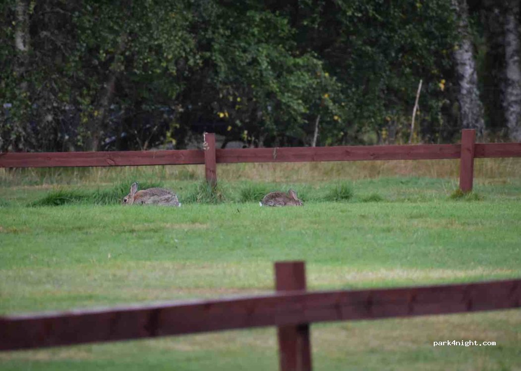 Dalraddy Holiday Park — foto 5