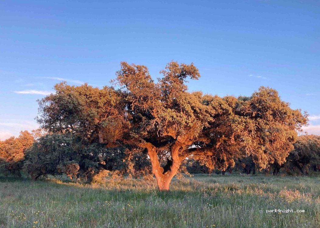 Camping Alentejo — foto 3